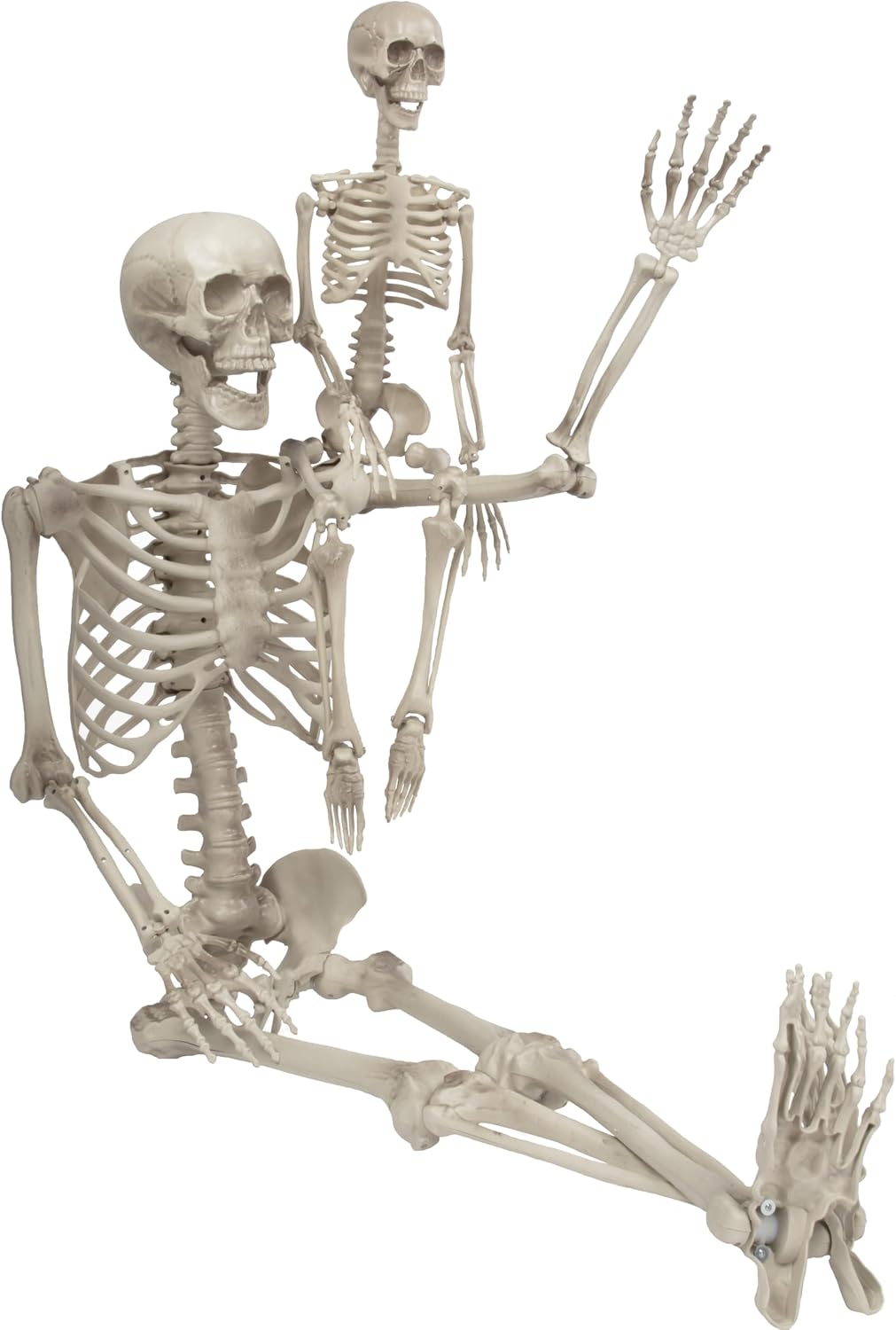 Halloween Posable Human Adult (5′ 4″) & Child (3′) Skeleton Value 2 Pack – Life Size, Articulated Limbs & Bones Stay in Place